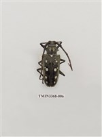 藏品(無花果天牛)的圖片